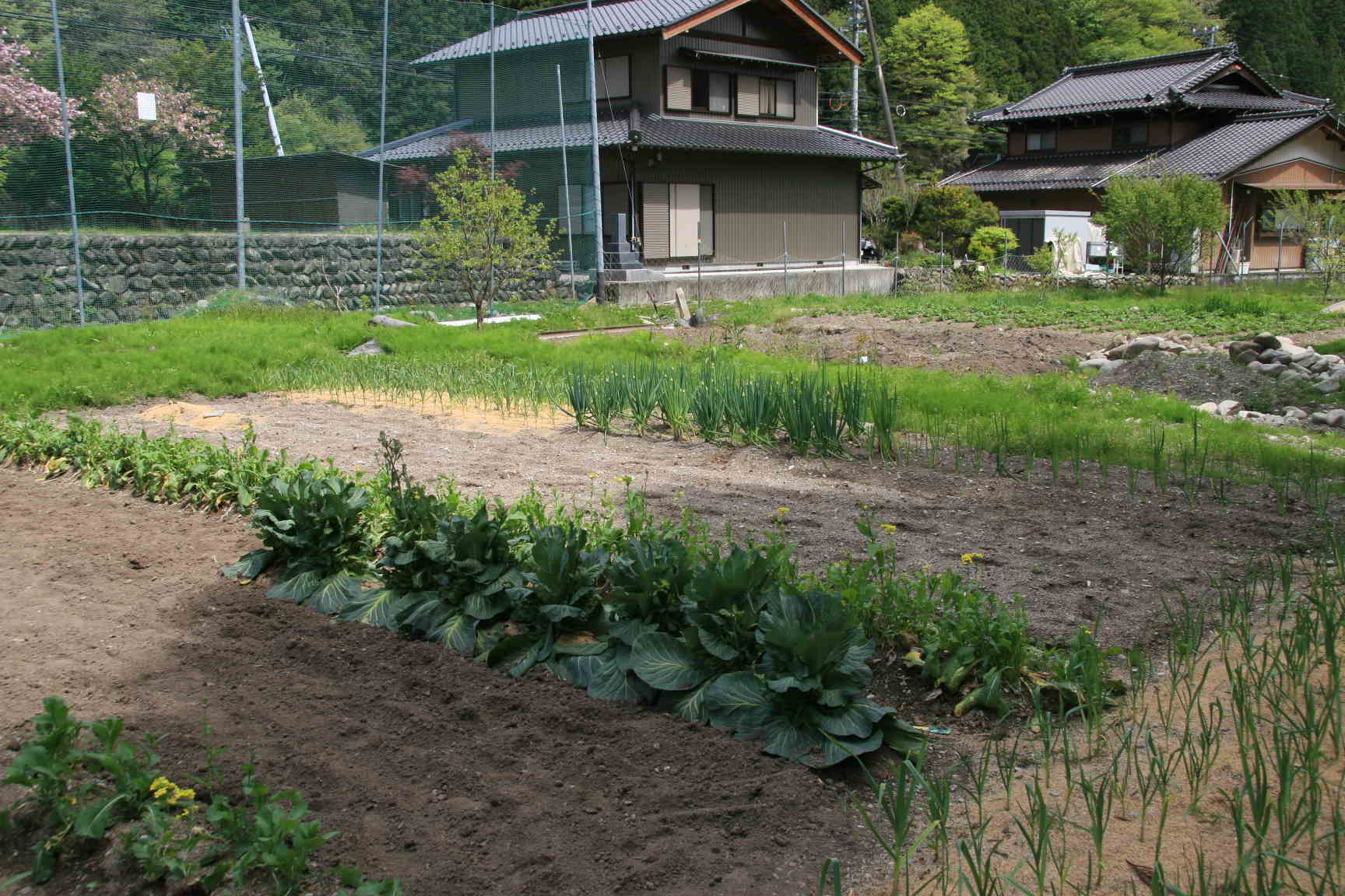 野菜農園1
