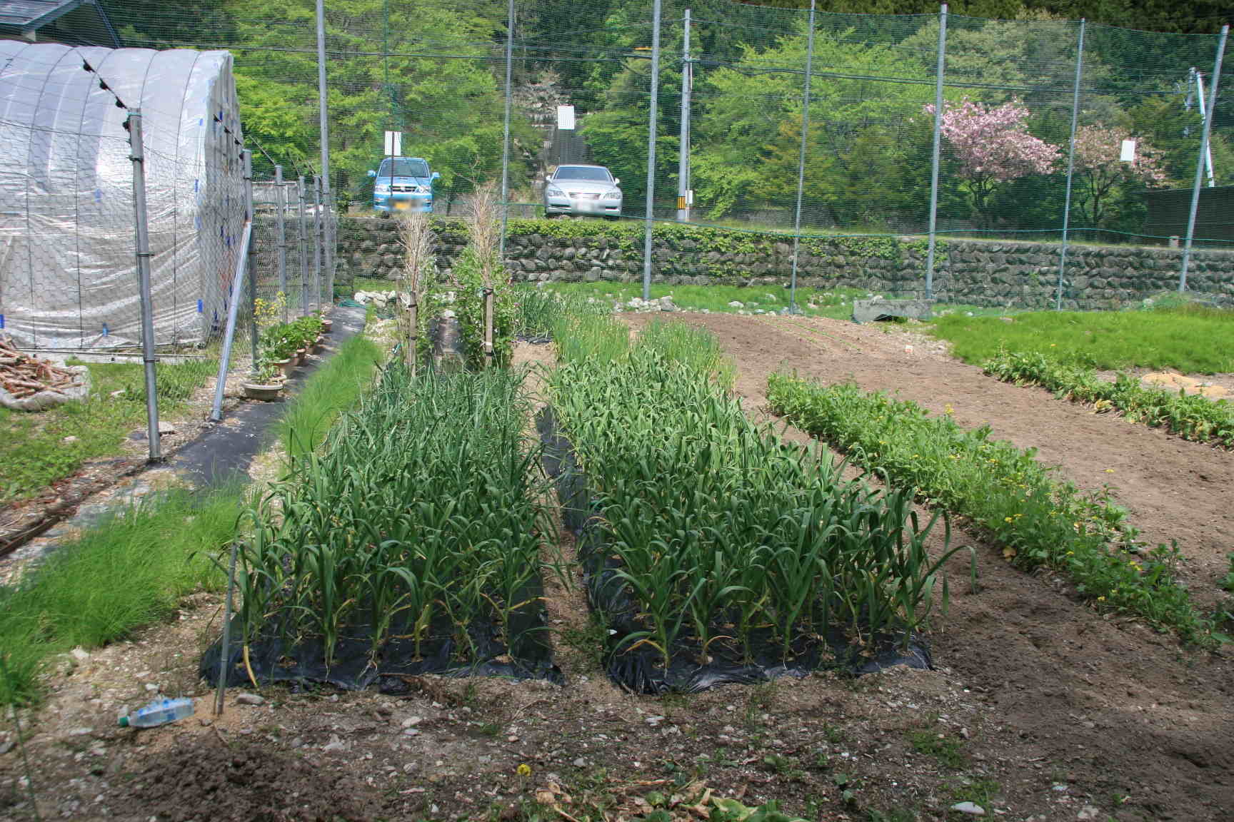 野菜農園2